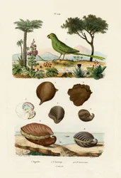 Ground Parrot